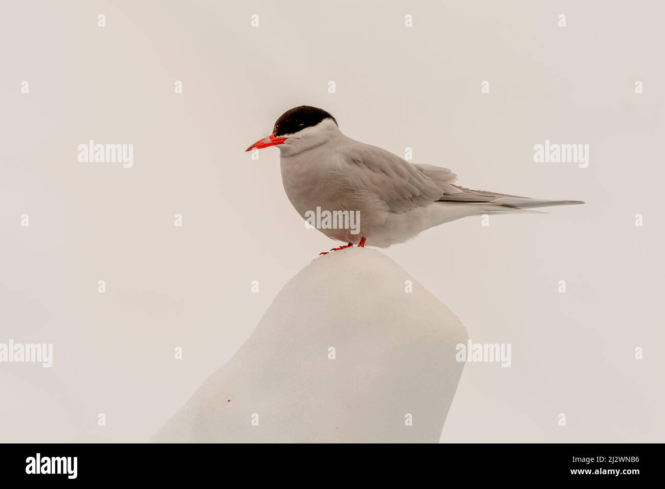 Une sterne antarctique (Sterna vittata) dans le port de Foyn, Graham Land, Antarctique Banque D'Images