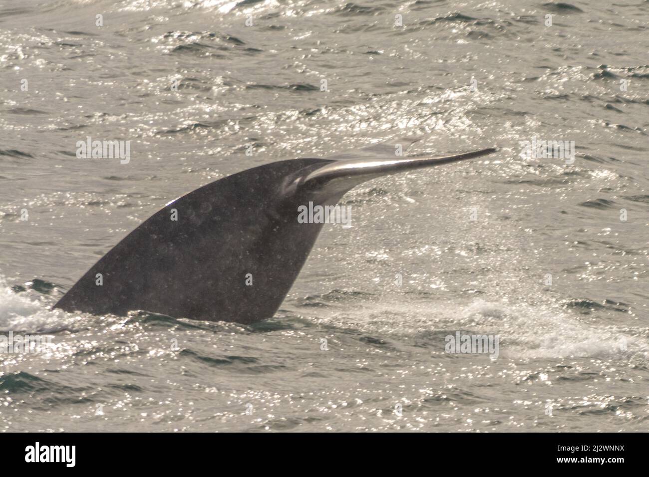 La queue d'une baleine bleue de plongée (Balaenoptera musculus) prise dans le détroit de Hinlopen, Svalbard Banque D'Images