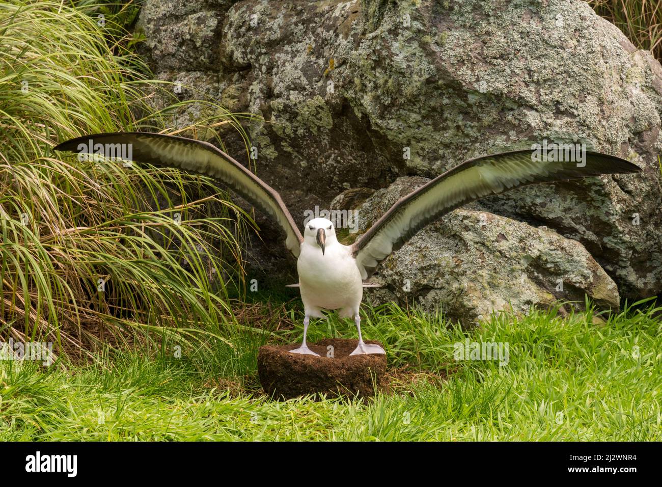 Albatros à nez jaune de l'Atlantique (Thalassarche chlororhynchus) sur son nid avec des ailes étirées, sur l'île Nightingale, Tristan, da Cunha Banque D'Images