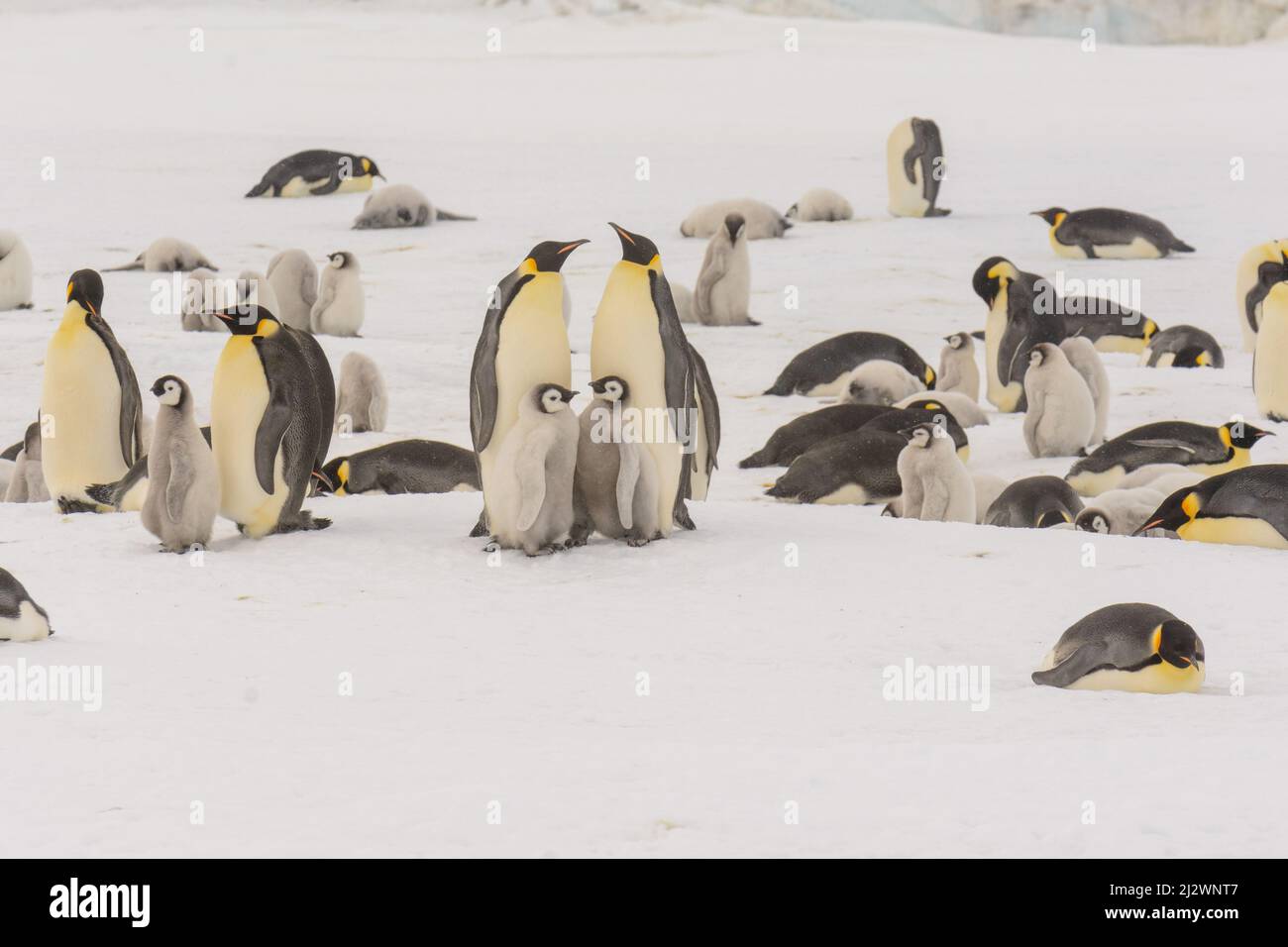 Pingouins d'empereur (Aptenodytes forsteri) à la colonie de Snow Hill dans la mer de Weddell, Antarctique Banque D'Images
