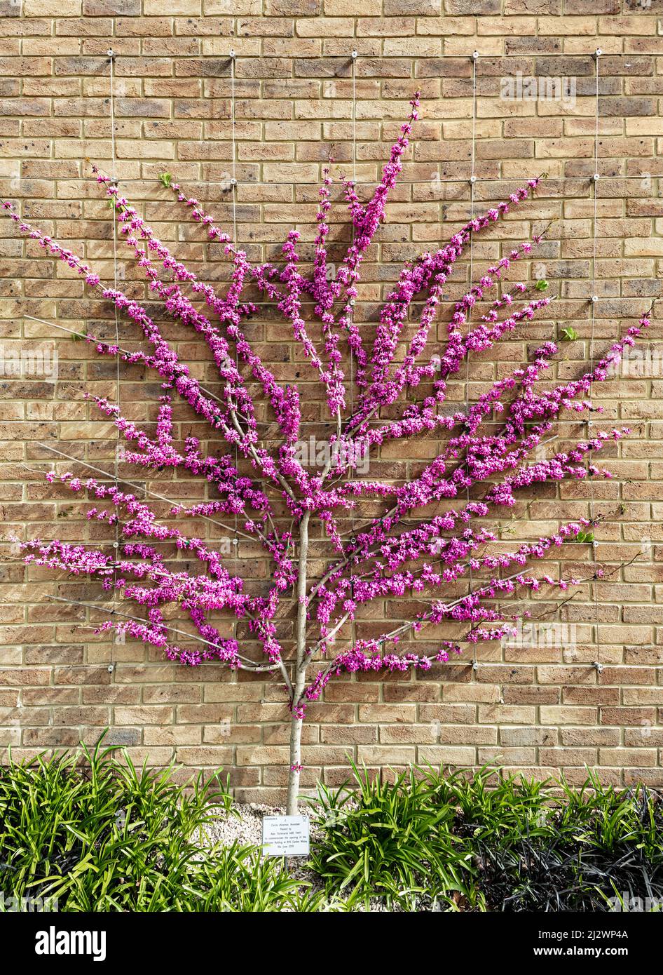 Cersis Chinensis 'Avondale' planté par Alan Titchmarsh à Wisley Gardens. Banque D'Images