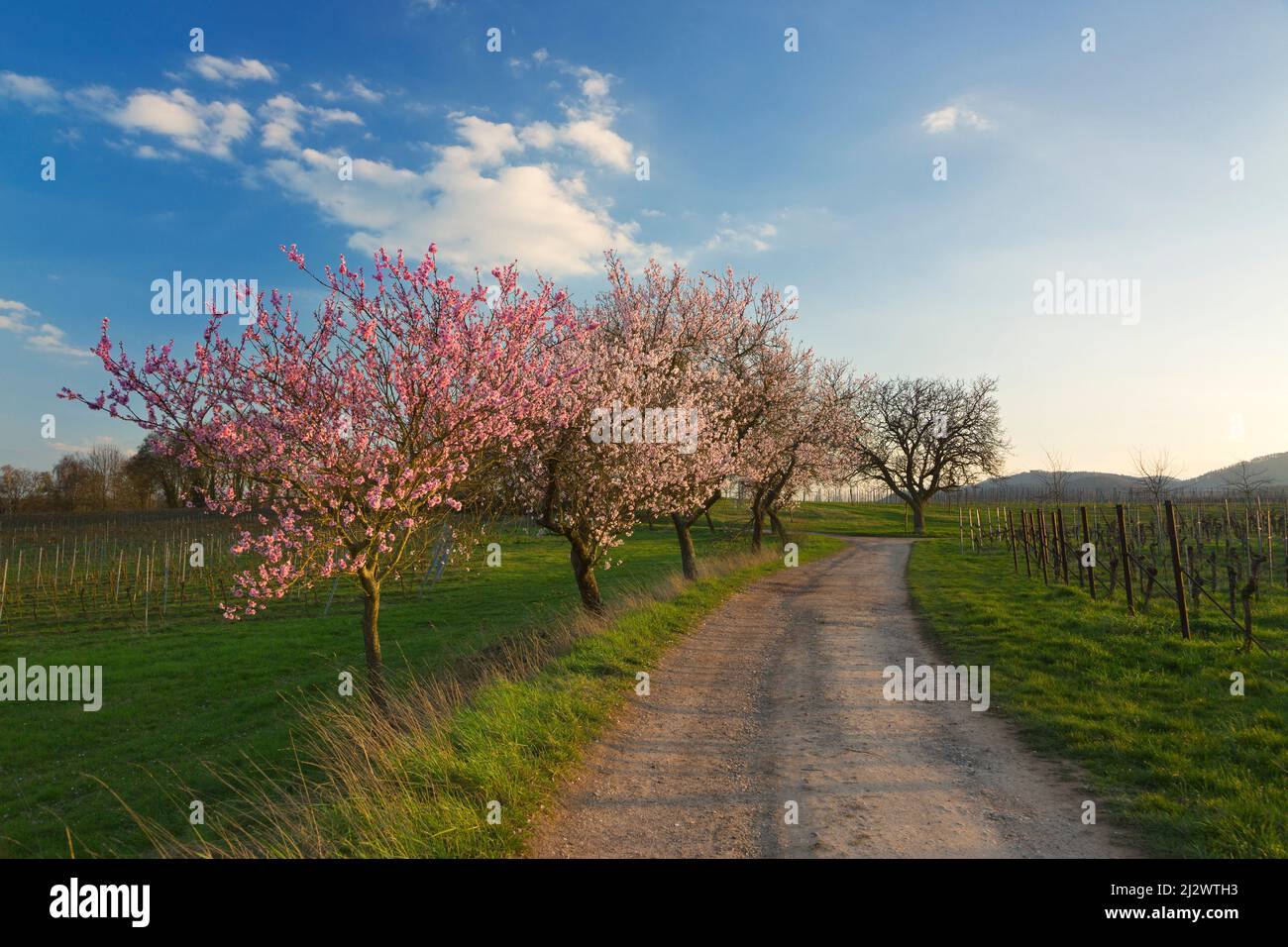 Fleurs d'amande dans le Palatinat, printemps en Rhénanie-Palatinat, Allemagne Banque D'Images Fleurs d'amande dans le Palatinat, printemps en Rhénanie-Palatinat, Allemagne Banque D'Images