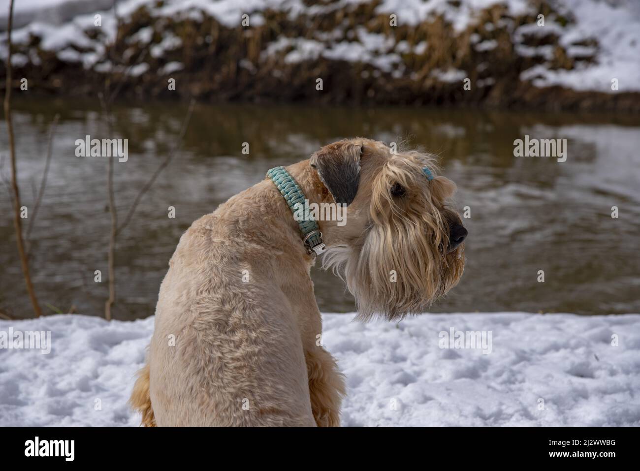 Un chien aux cheveux rouges est assis sur une rive enneigée au-dessus de la rivière. Banque D'Images