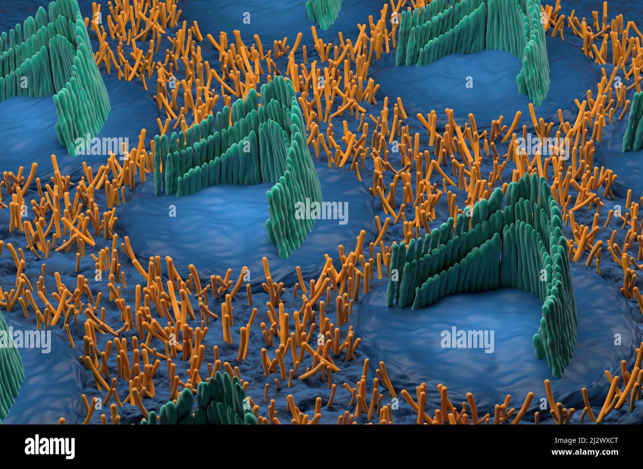 Cellules de l'oreille interne dans le système vestibulaire - vue isométrique 3D illustration Banque D'Images