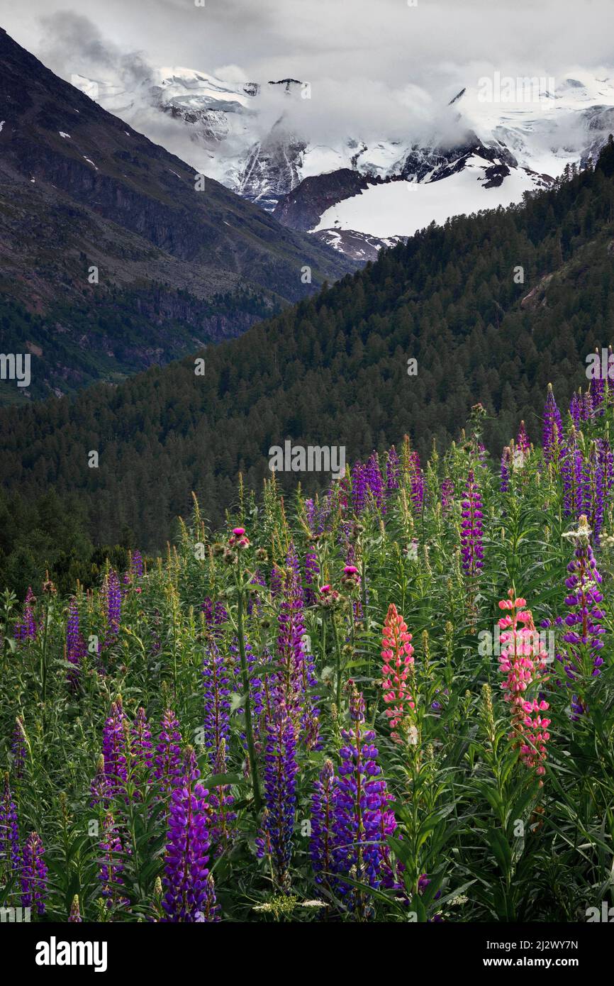 Fleurs sauvages de Lupin en face des sommets enneigés du glacier de Morteratsch dans l'Engadine dans les Alpes suisses Banque D'Images