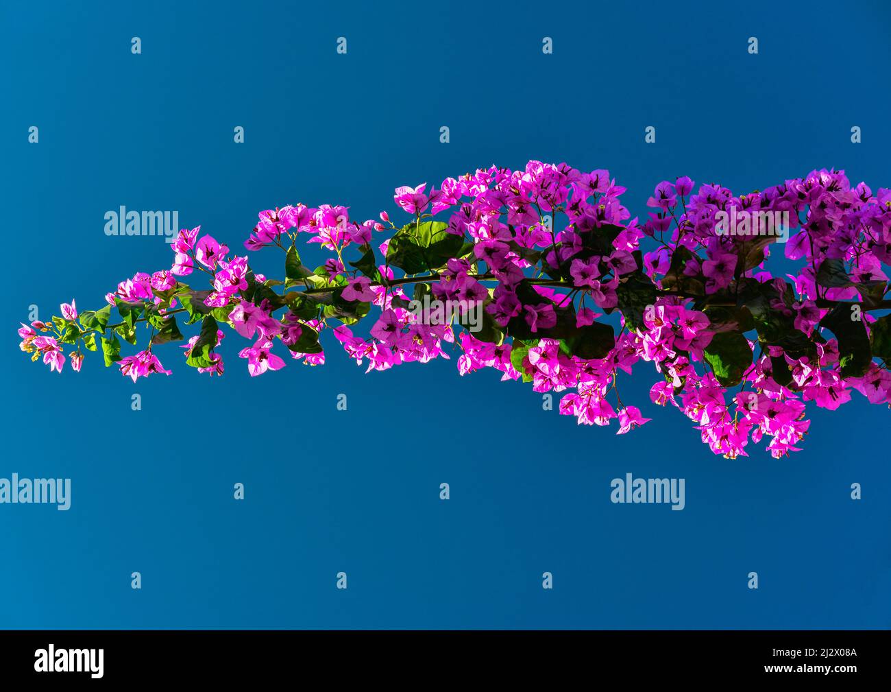 Branche d'un bougainvilliers contre un ciel bleu, Denia, Costa Blanca, Espagne Banque D'Images