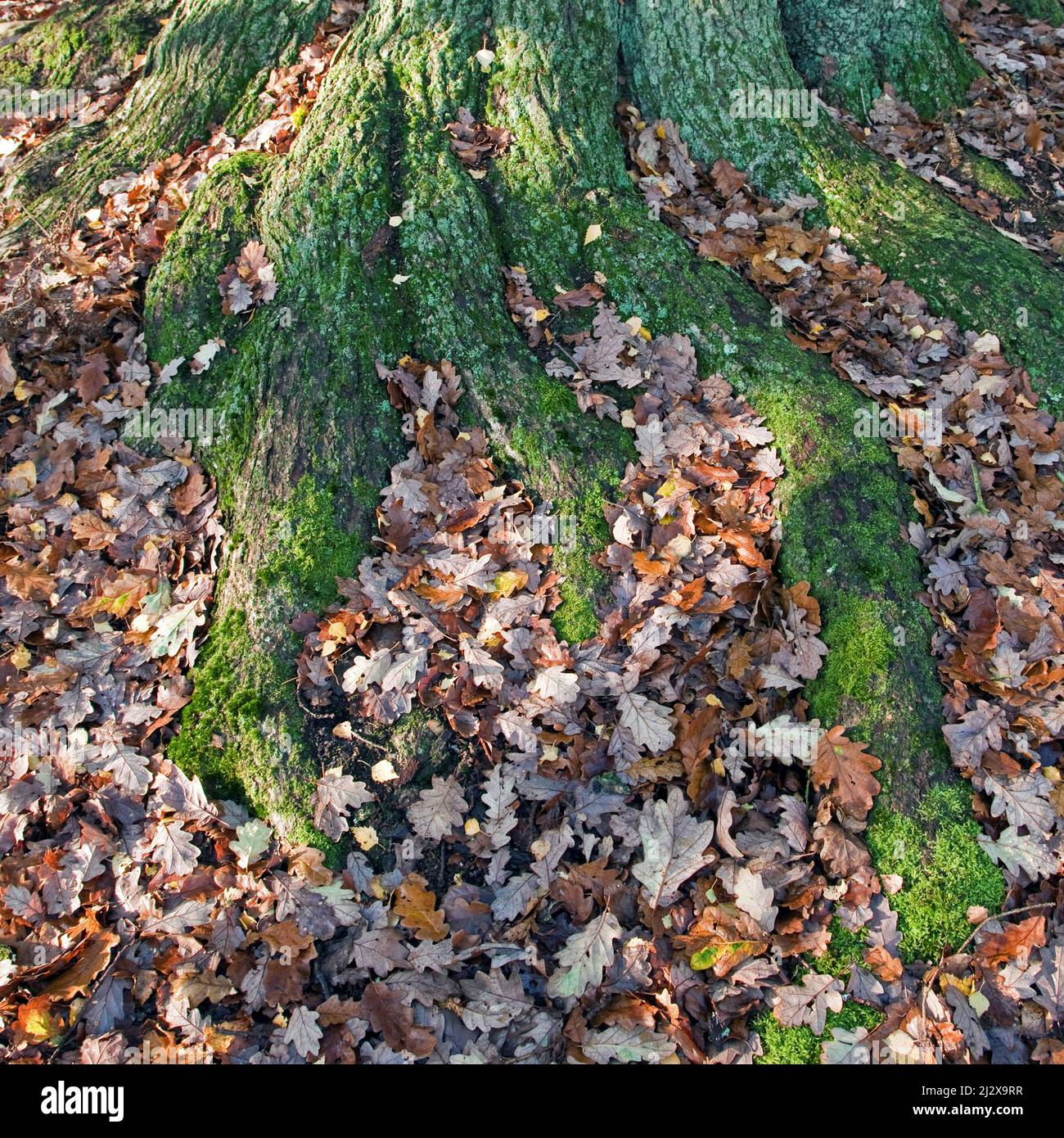 Ancient Oak Woodland gros plan sur les racines des arbres avec le lichen, les algues et la mousse sur Cannock Chase AONB (région d'une beauté naturelle exceptionnelle) à Stafford Banque D'Images