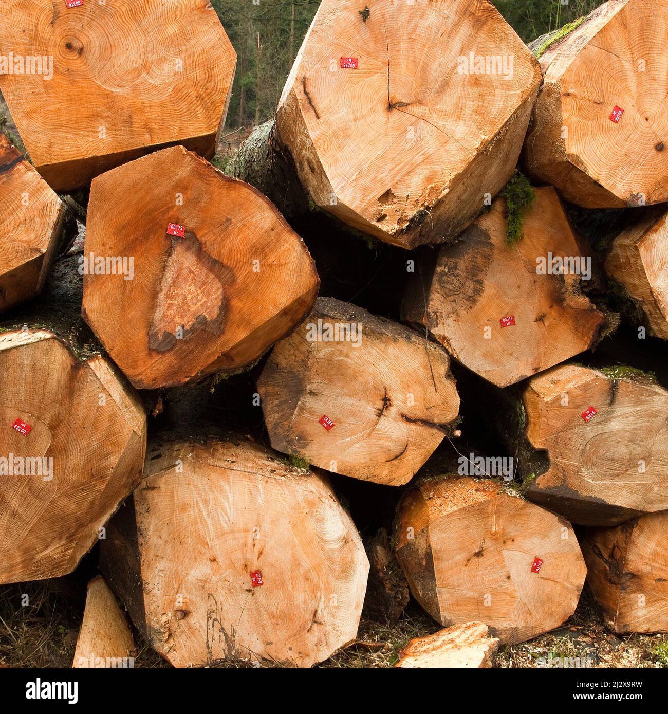 Récolte de feuillus de l'arbre de Hêtre coupé et empilé sur la zone de poursuite de Cannock de beauté naturelle exceptionnelle à la fin de l'hiver Staffordshire Banque D'Images