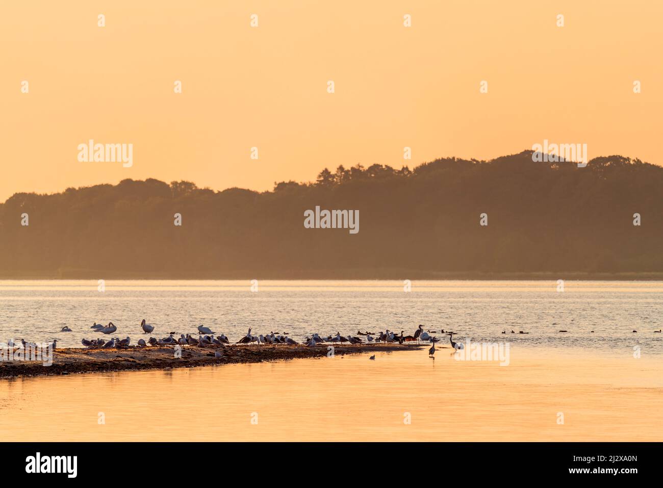 Morgenrot am Bodden, Neu Reddevitz, Ile de Rügen, Mecklenburg-Ouest Pomerania, Allemagne Banque D'Images