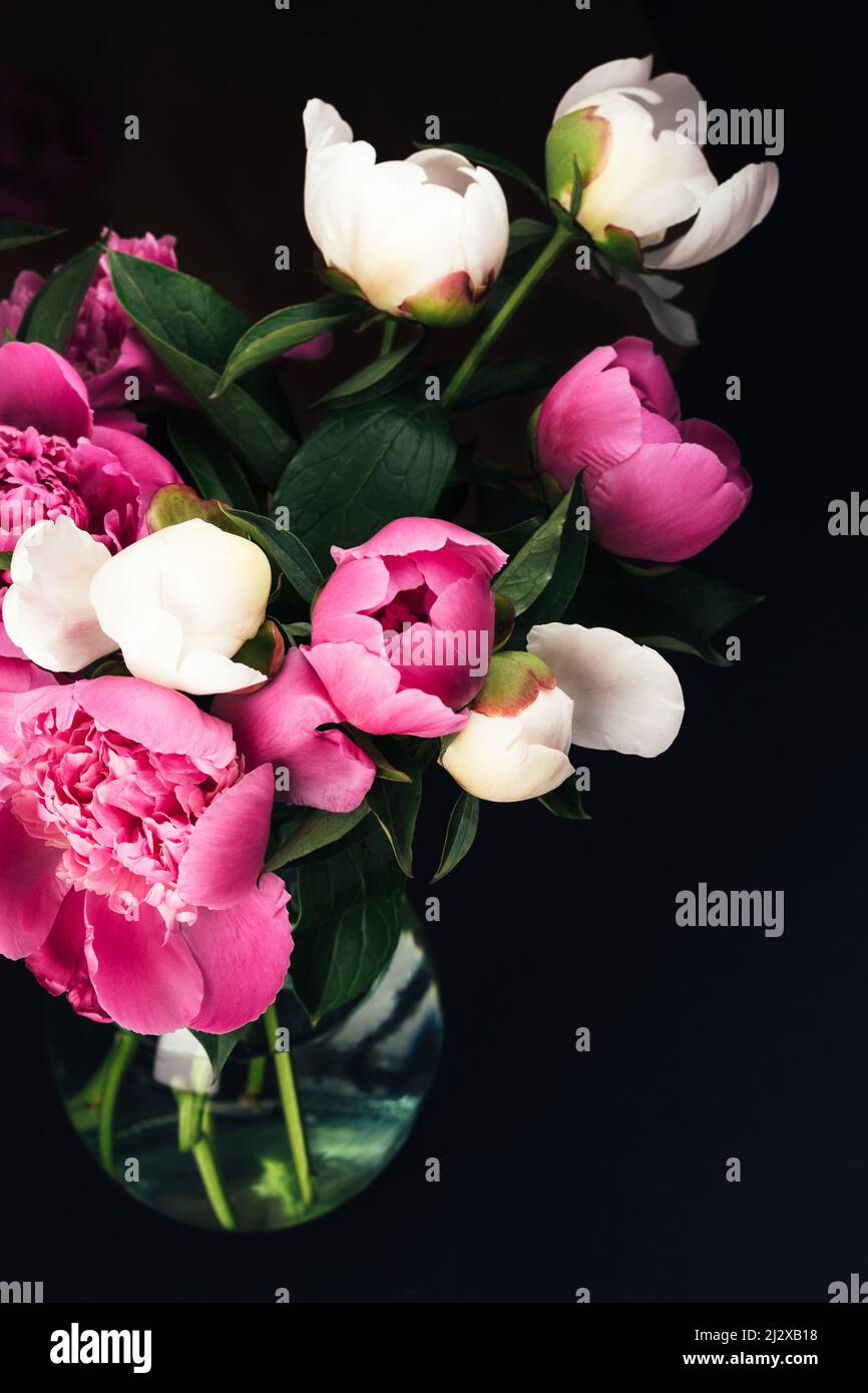 Bouquet de pivoines roses et blanches dans un vase en verre sur fond noir.Motif carte à fleurs.Mise au point sélective Banque D'Images