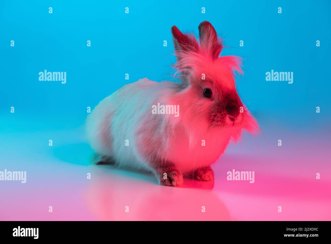 Portrait en gros plan d'un joli lapin en fourrure assis sur le sol, isolé sur fond bleu rose dégradé au néon. Concept de vie animale domestique, animaux domestiques Banque D'Images
