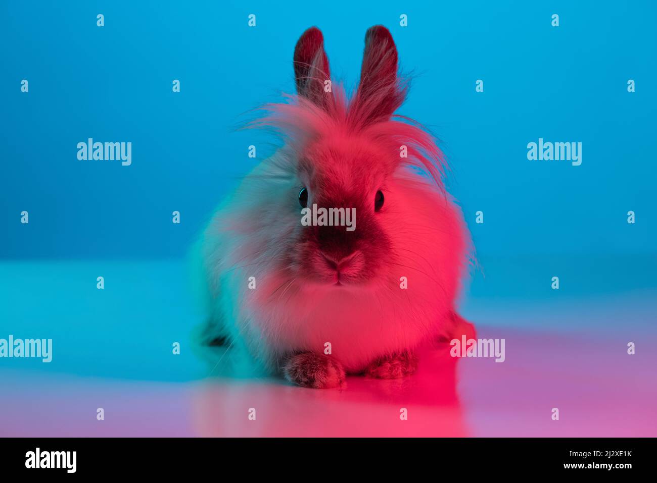 Portrait en gros plan d'un joli lapin en fourrure assis sur le sol, isolé sur fond bleu rose dégradé au néon. Concept de vie animale domestique, animaux domestiques Banque D'Images