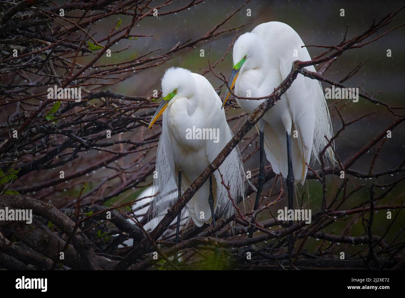 Une paire de grands aigrettes blanches gardent un œil de près sur leur nid dans les terres humides de Wakodahatchee à Delray, FL. Banque D'Images Une paire de grands aigrettes blanches gardent un œil de près sur leur nid dans les terres humides de Wakodahatchee à Delray, FL. Banque D'Images