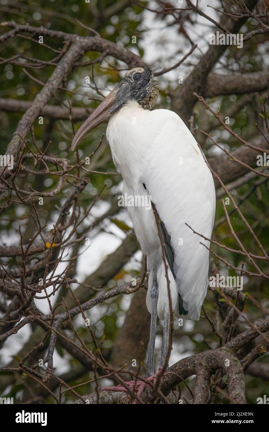 Un cigogne en bois frappe une pose dans un arbre au parc national des Everglades. Banque D'Images Un cigogne en bois frappe une pose dans un arbre au parc national des Everglades. Banque D'Images