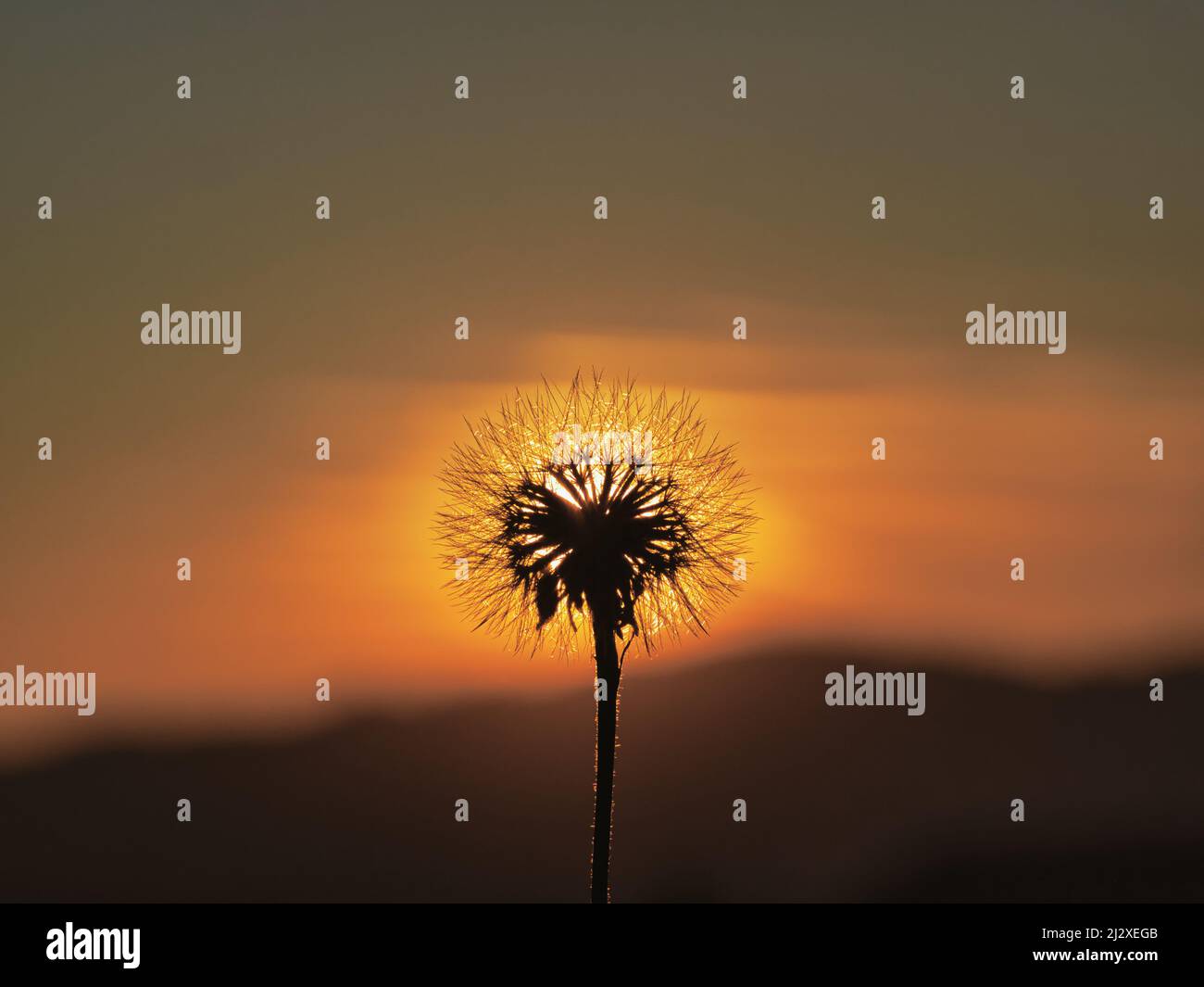 Pissenlit au coucher du soleil, silhouette de fleur au lever du soleil, pissenlit décoloré, tenant le pissenlit en main, pensée environnementale, graines de pissenlit Banque D'Images