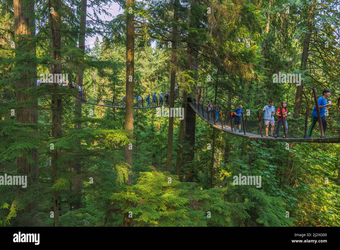 Vancouver, North Vancouver, pont suspendu Capilano, Tree Tops Adventure Banque D'Images