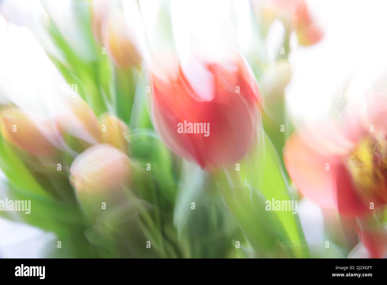 Fleurs de printemps, champ, Deutscjland, Gerbera, Tulips, Dandilion, Macro Banque D'Images