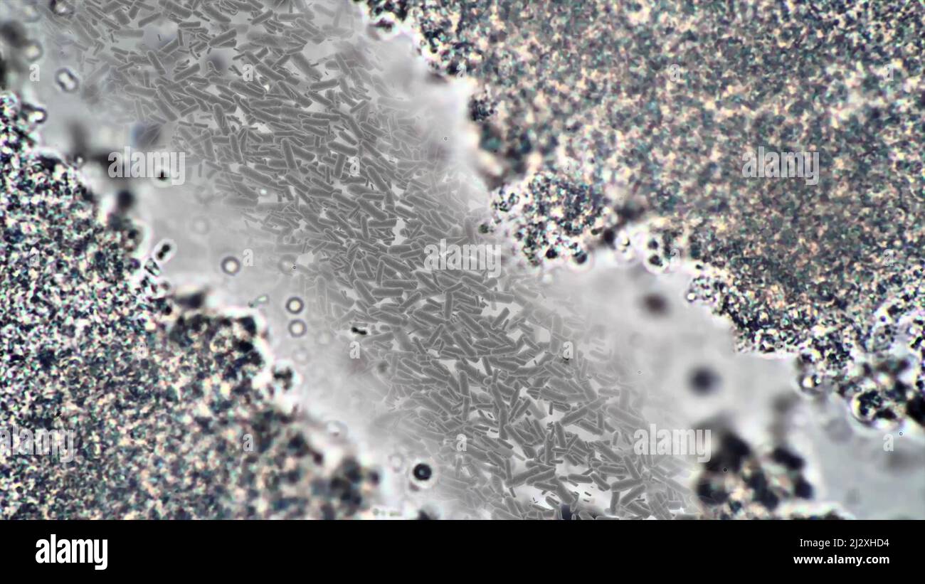 Vue microscopique générée par ordinateur des bactéries Banque D'Images