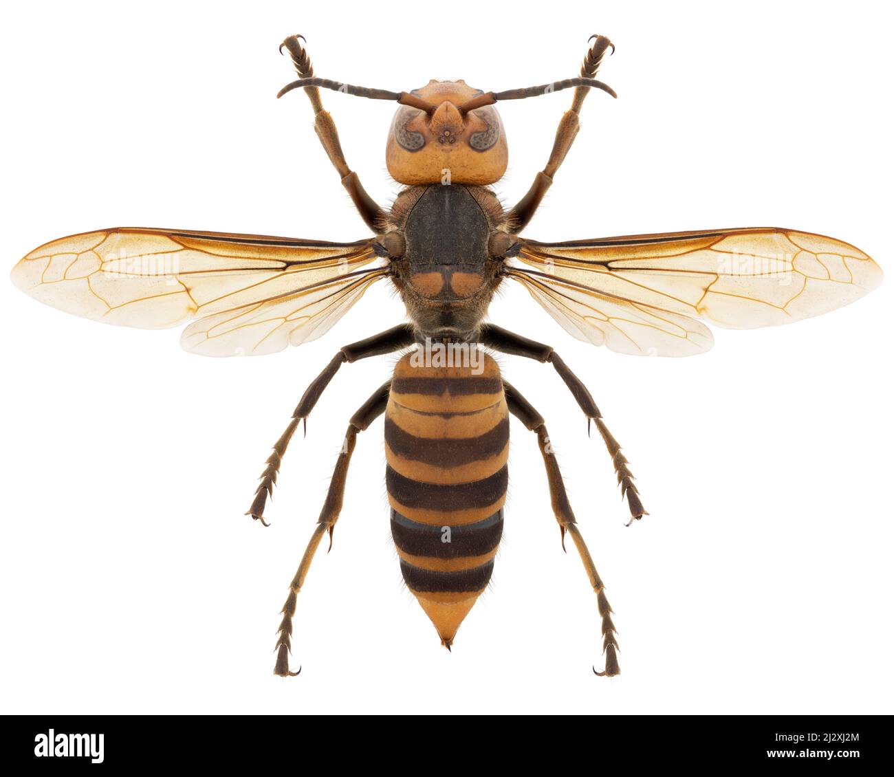 Espèce de Hornet Vespa mandarinia japonica, nom trivial: Géant japonais hornet ou meurtre hornet. Banque D'Images