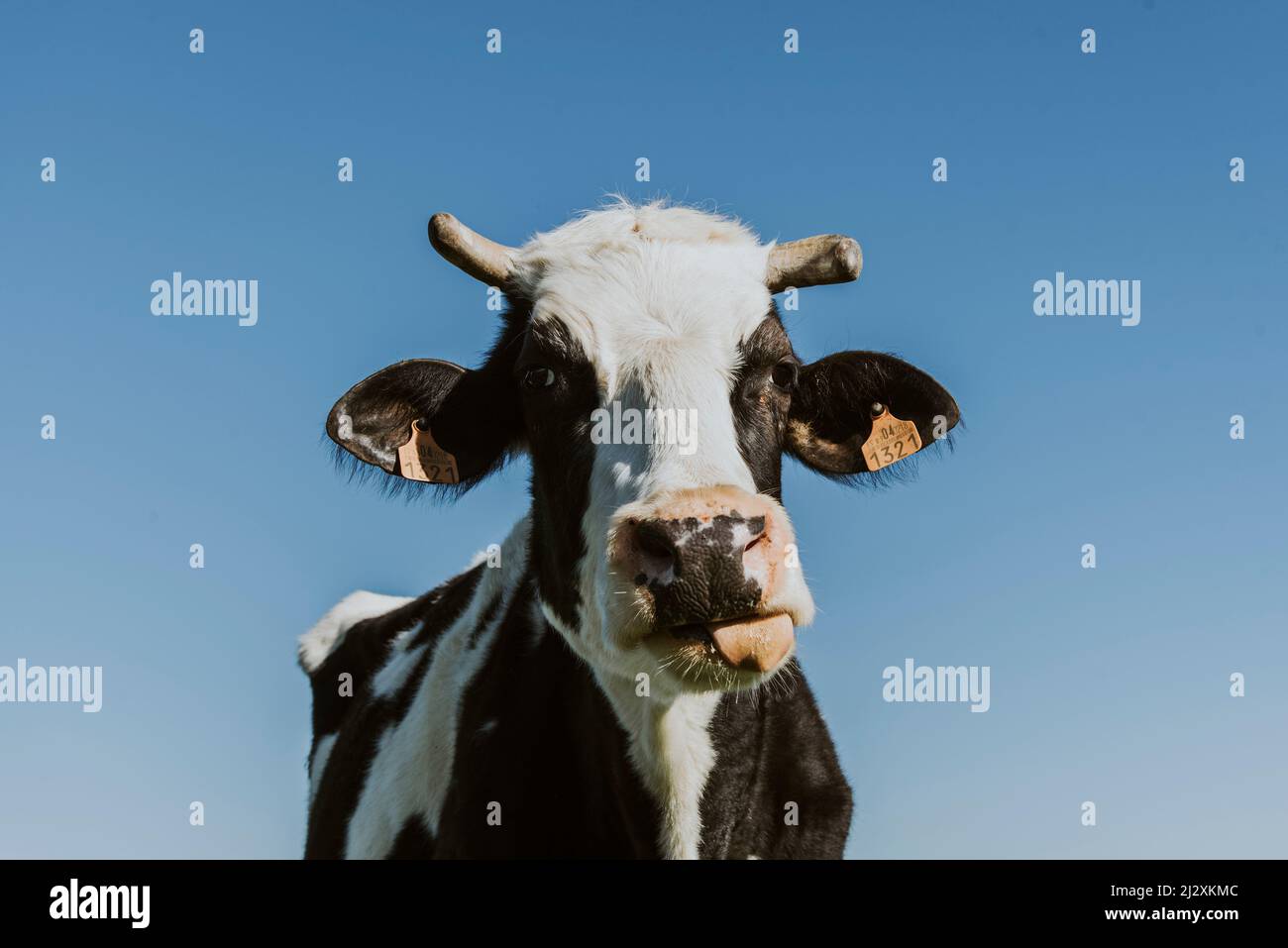 Portrait d'une vache laitière qui colle sa langue, avec un ciel bleu en arrière-plan. Banque D'Images