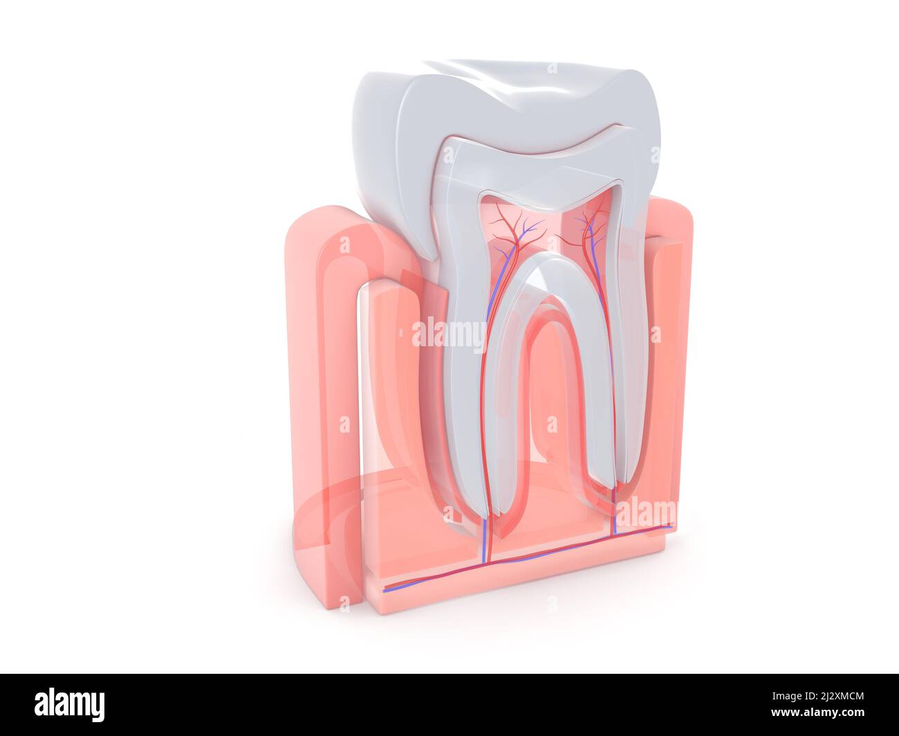 3d illustration de la vue anatomique de l'intérieur d'une dent molaire. Style transparent sur fond blanc. Banque D'Images