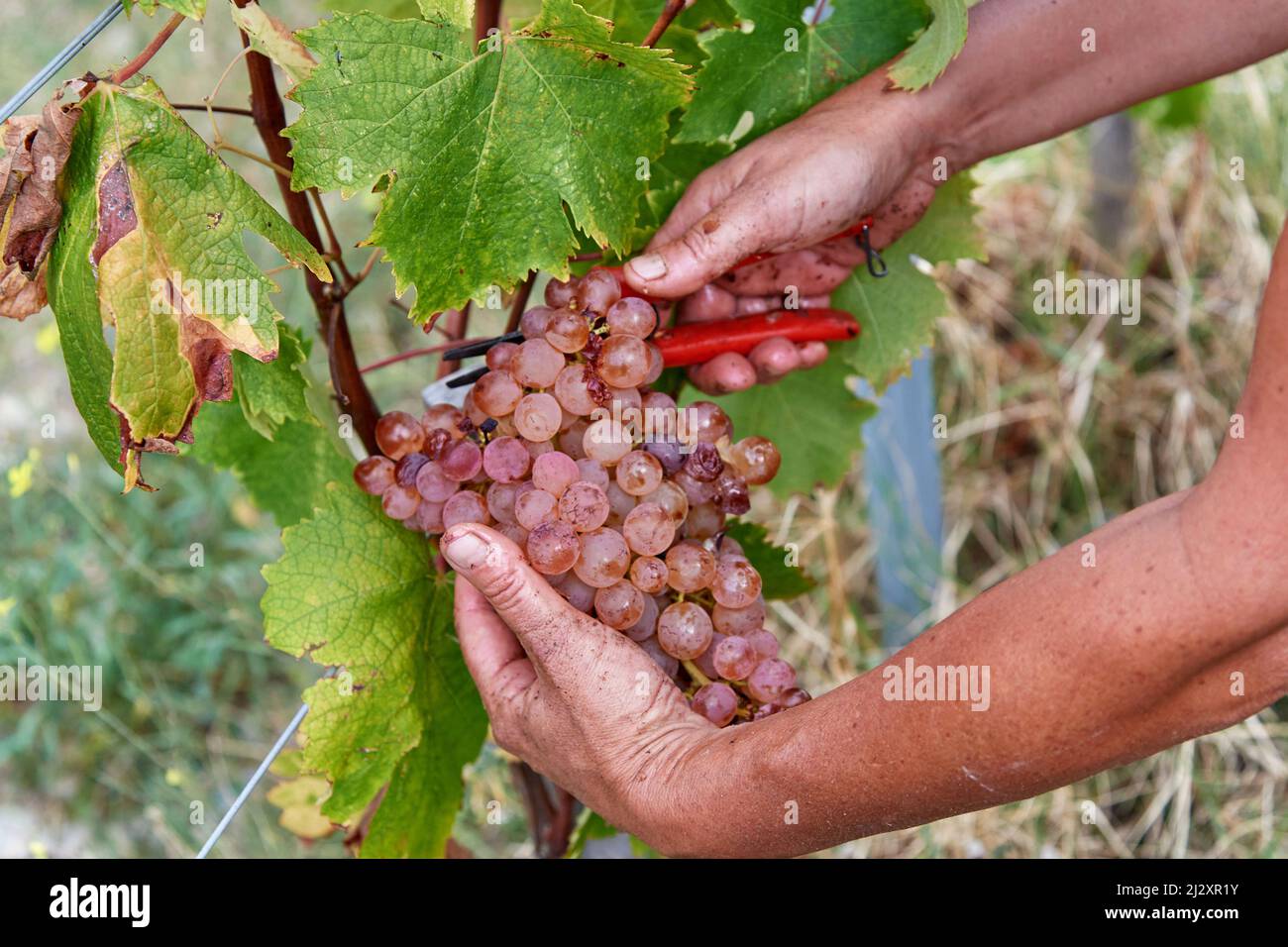 2018, récolte de raisins au Château de Bellet, sur les collines de Nice (sud-est de la France): Vignes et grappes de raisins, Vermentino B, ancienne variété o Banque D'Images