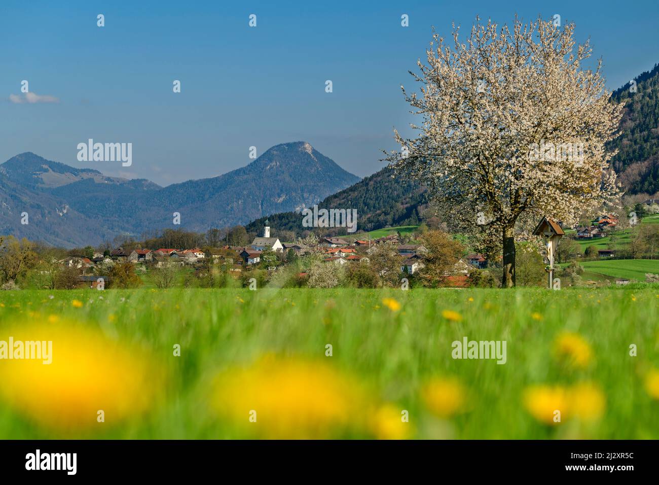 Pommier en fleur et croix latérale avec village et montagnes, prairie de fleurs hors foyer en premier plan, Litzldorf, Bad Feilnbach, haute-Bavière, Bavière, Allemagne Banque D'Images