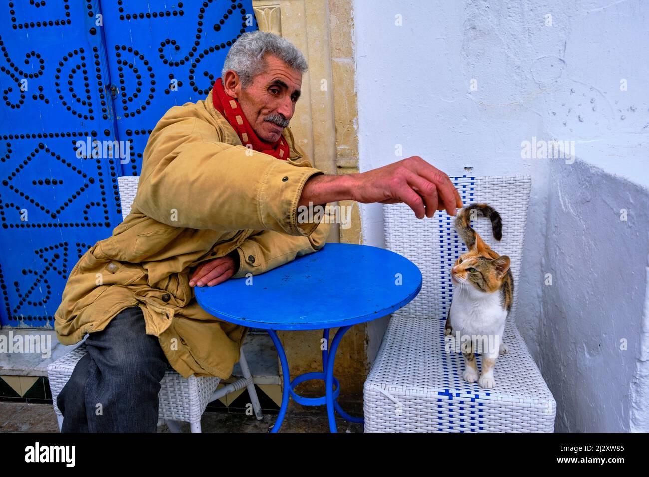 Tunisie, région de Tunis, dit Sidi Bou, chat sur une terrasse de café Banque D'Images