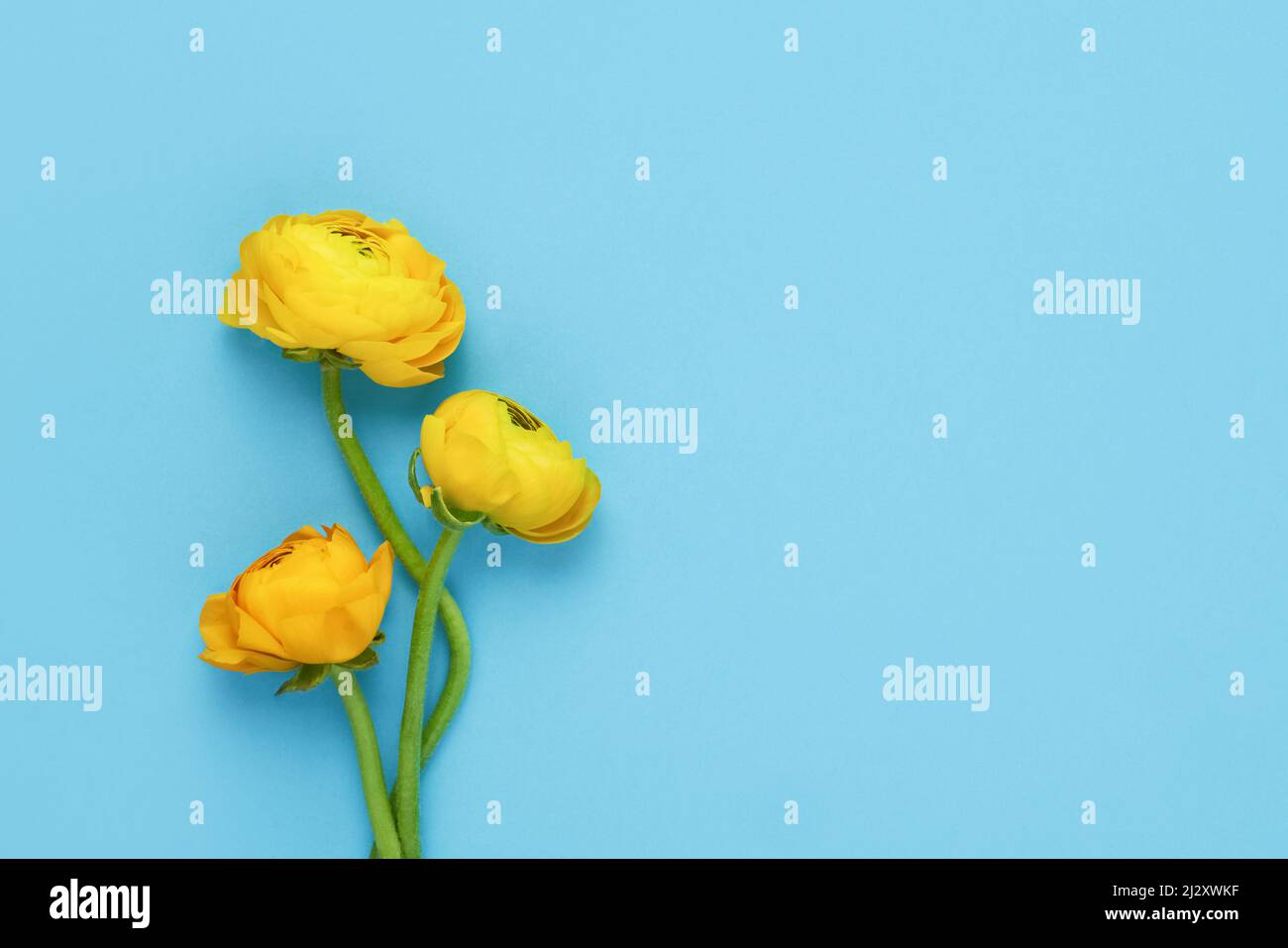 Le ranunculus jaune fleurit sur un fond bleu. Fête des mères, jour de la Saint-Valentin, concept d'anniversaire. Plan à plat, espace de copie pour le texte Banque D'Images