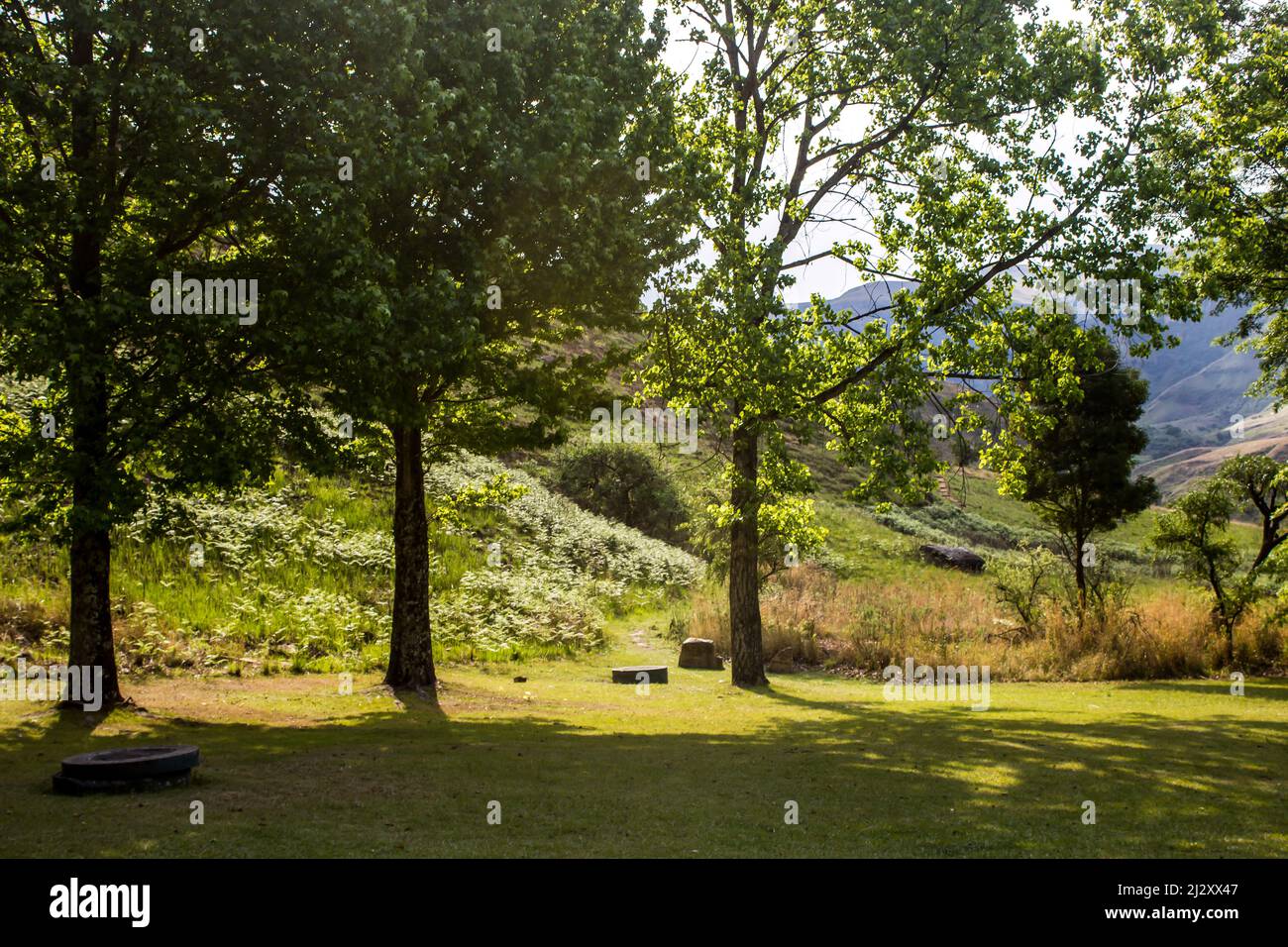 Des arbres jettent leurs ombres sur la pelouse bien entretenue du camp d'Injisuti dans les montagnes du Drakensberg en Afrique du Sud, en fin d'après-midi. Banque D'Images