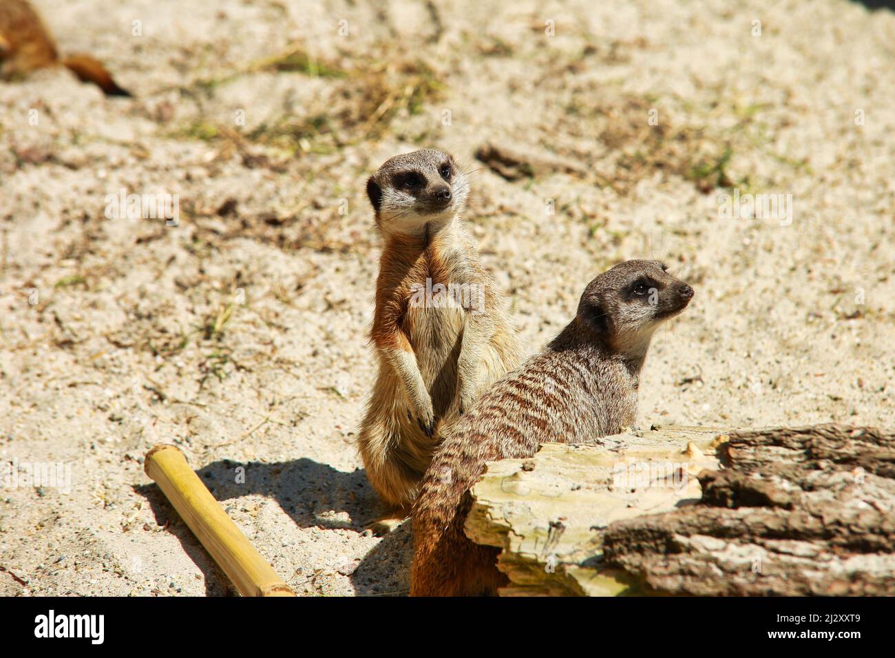 Une photo de deux meerkats Banque D'Images
