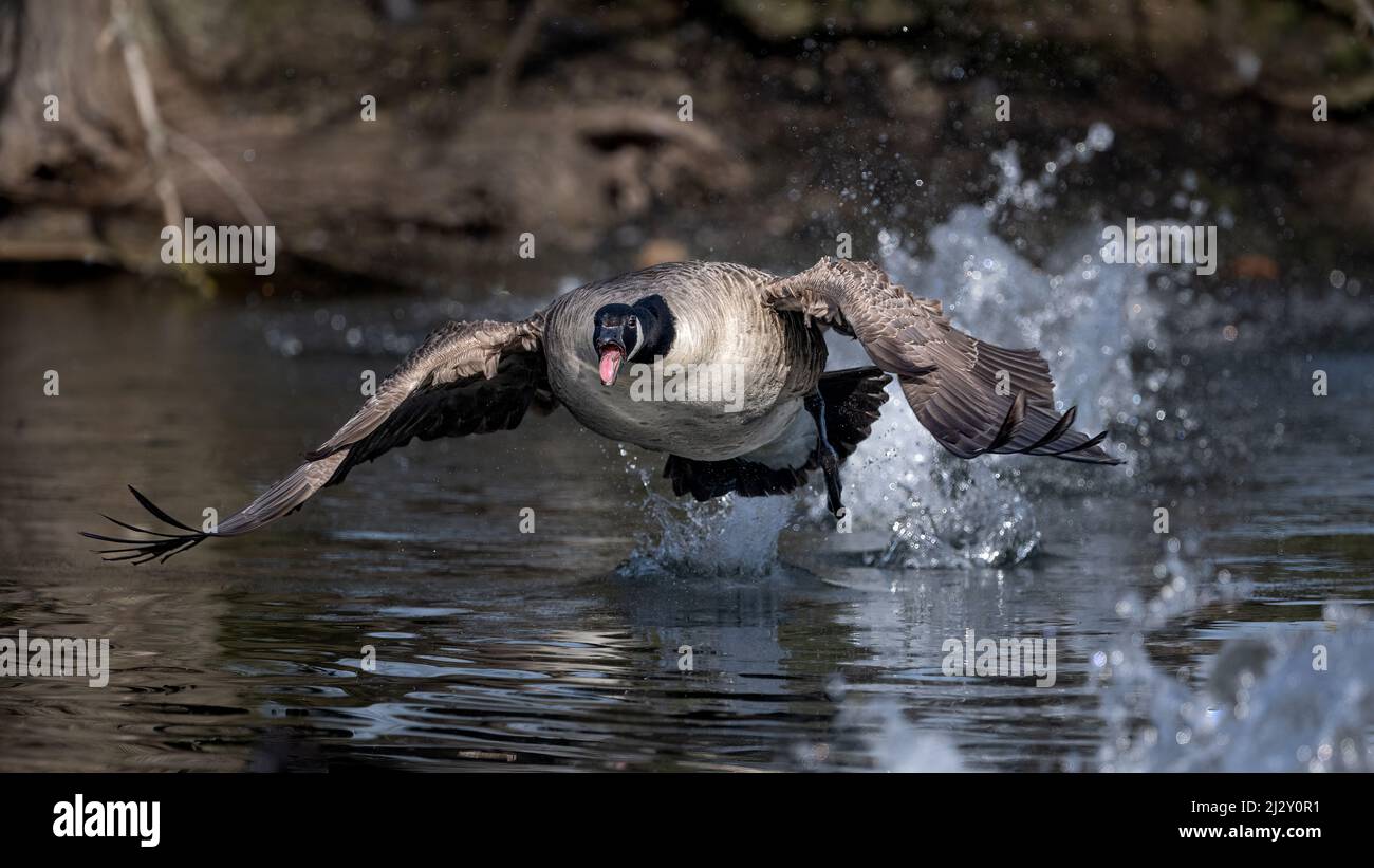 Chase de l'oie sauvage. Une bernache du Canada (branta canadensis) fugue à l'état d'ébriété contre un rival Banque D'Images