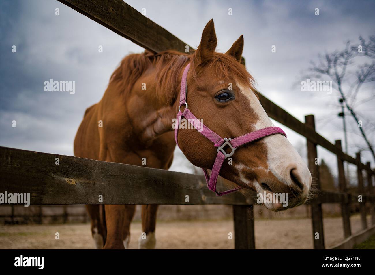 Gros plan sur le portrait du cheval de châtaigne Banque D'Images