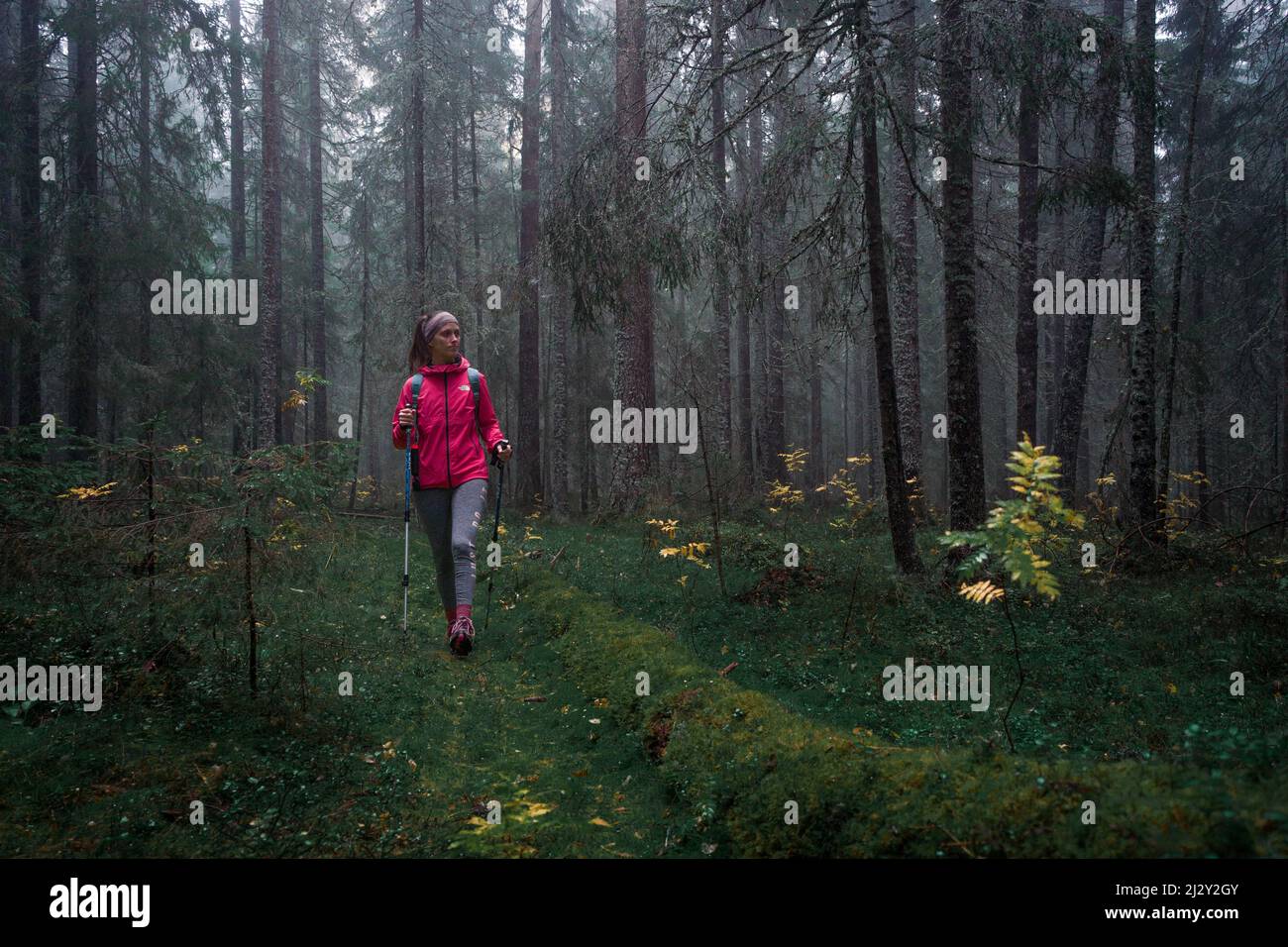 Une femme fait des randonnées dans la forêt de conifères brumeux et mossy du parc national de Skuleskogen, dans l'est de la Suède Banque D'Images