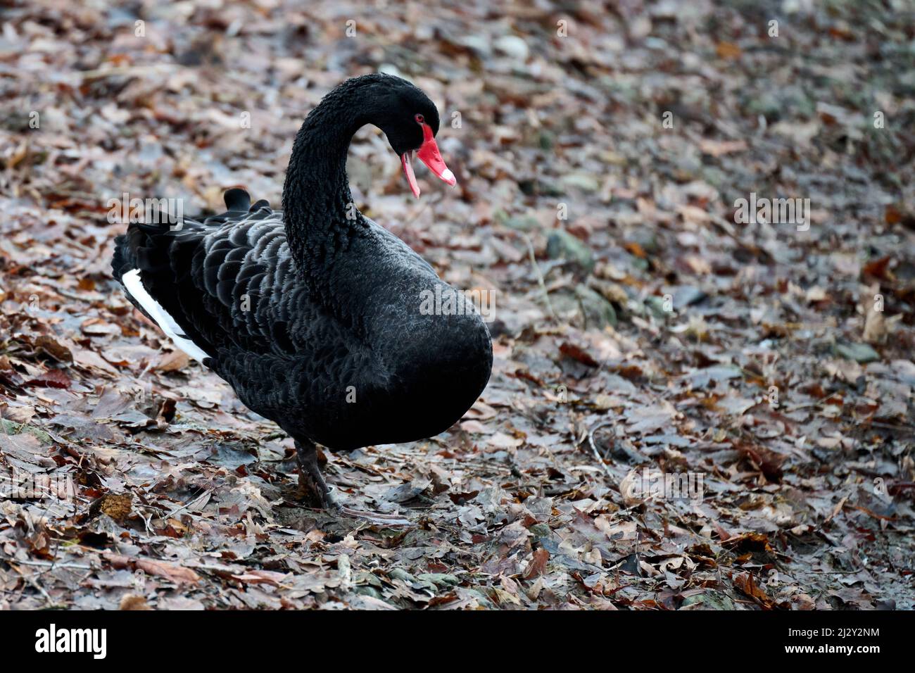 Un cygne noir défend son territoire au lac, Bonn, Rhénanie-du-Nord-Westphalie, Allemagne Banque D'Images