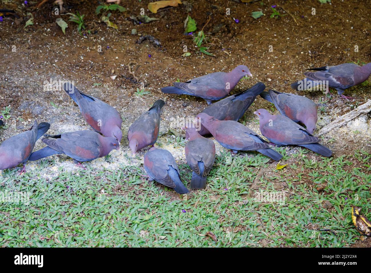 Pigeon à bec rouge Columba flavirostris province de Cartago, Costa Rica BI034033 Banque D'Images