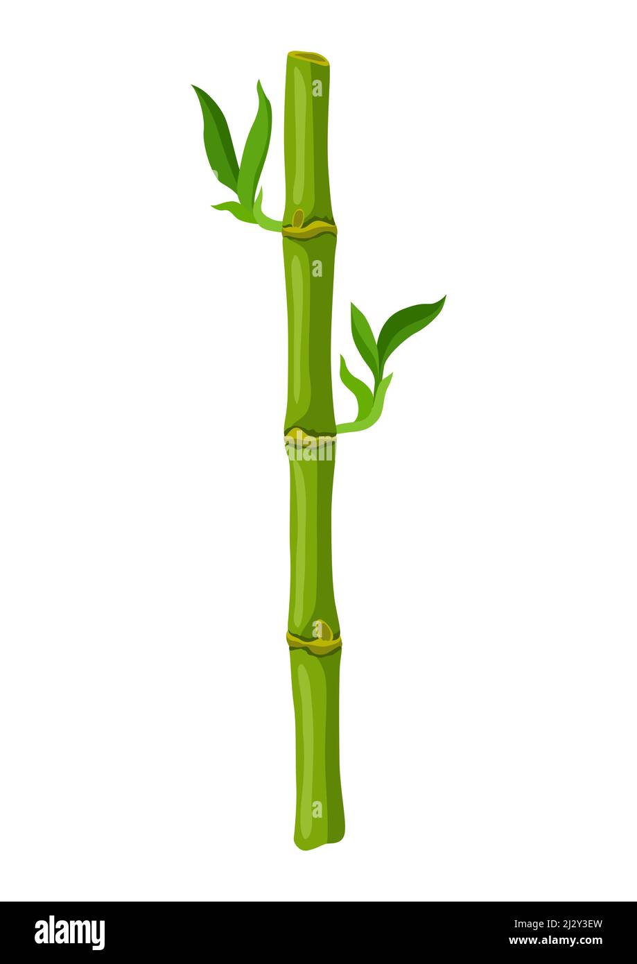 Illustration de la tige et des feuilles de bambou vert.Plantes exotiques décoratives de jungle tropique. Illustration de Vecteur