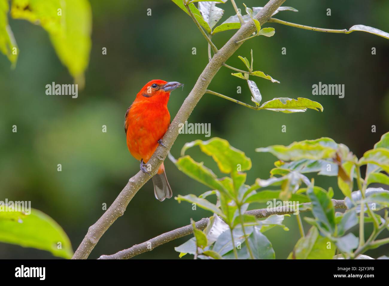 Tanager de couleur flamme - araignée mangeante mâle Piranga bidentata Alajuela, Costa Rica BI034168 Banque D'Images