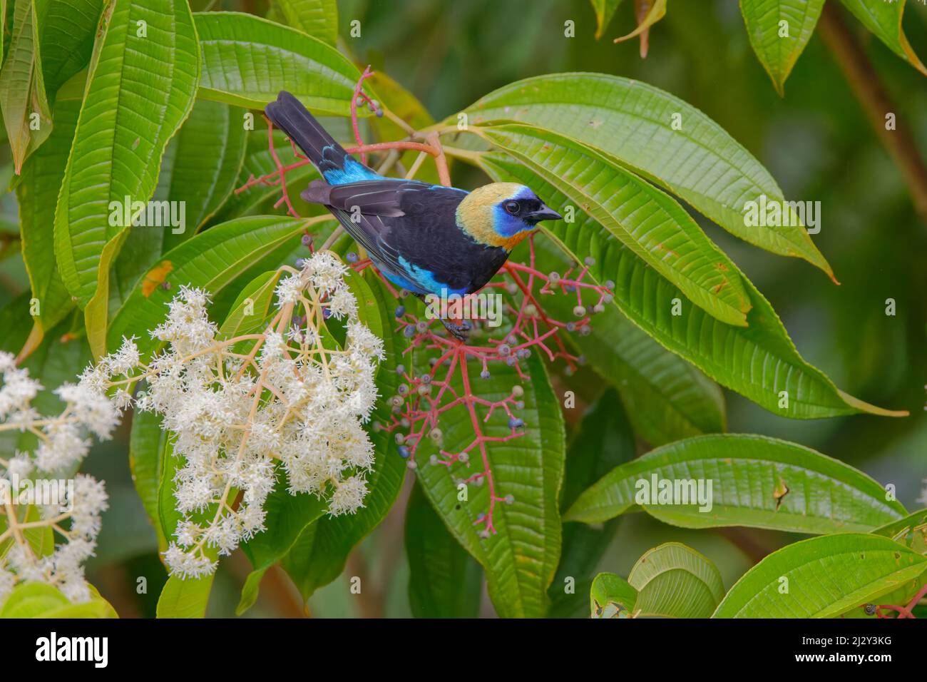 Tanager à tête dorée – alimentation des baies Stilpnia larvata Boco Tapada, Costa Rica BI034208 Banque D'Images