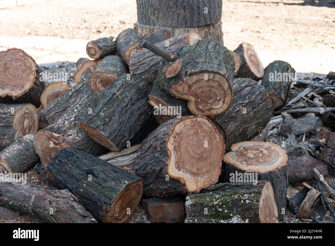 cales de bois hachées, pile de bois récolté. Banque D'Images