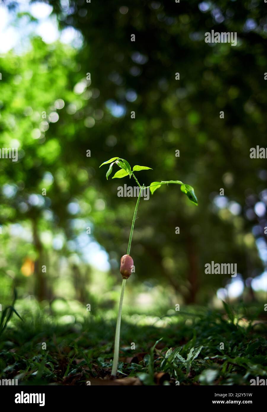 Une plantule qui pousse sur le sol Banque D'Images