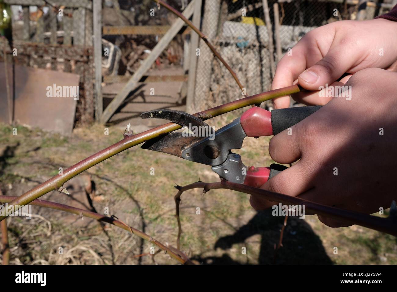 couper les ciseaux avec de framboises, nettoyer les buissons de baies. Banque D'Images