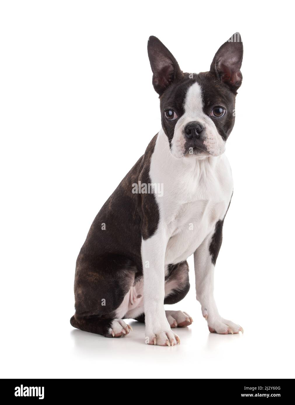 Jeune Boston terrier bicolore isolé sur fond blanc Banque D'Images