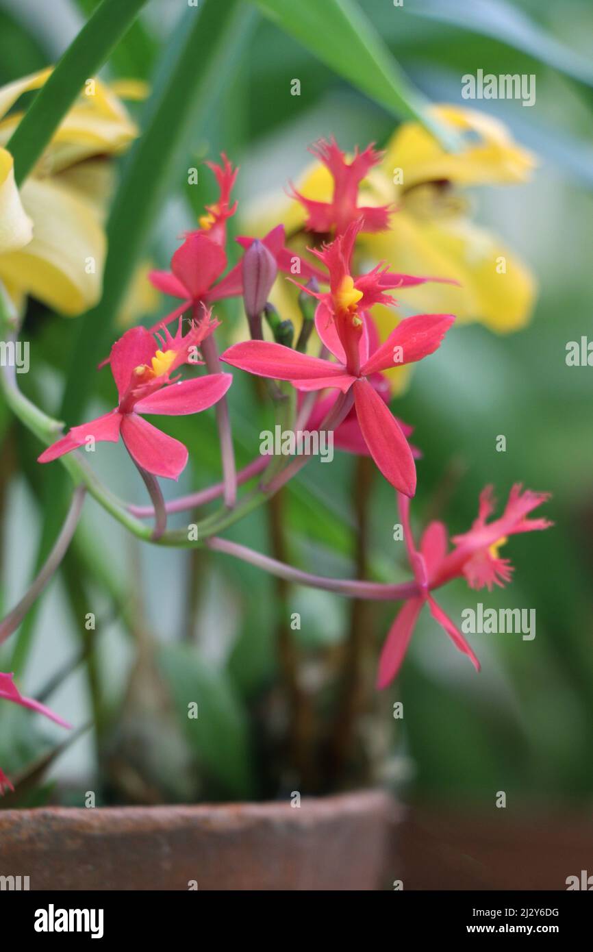 Fleurs Epidendrum radicans est une orchidée épiphytique qui produit des grappes de fleurs rouges ou orange Banque D'Images