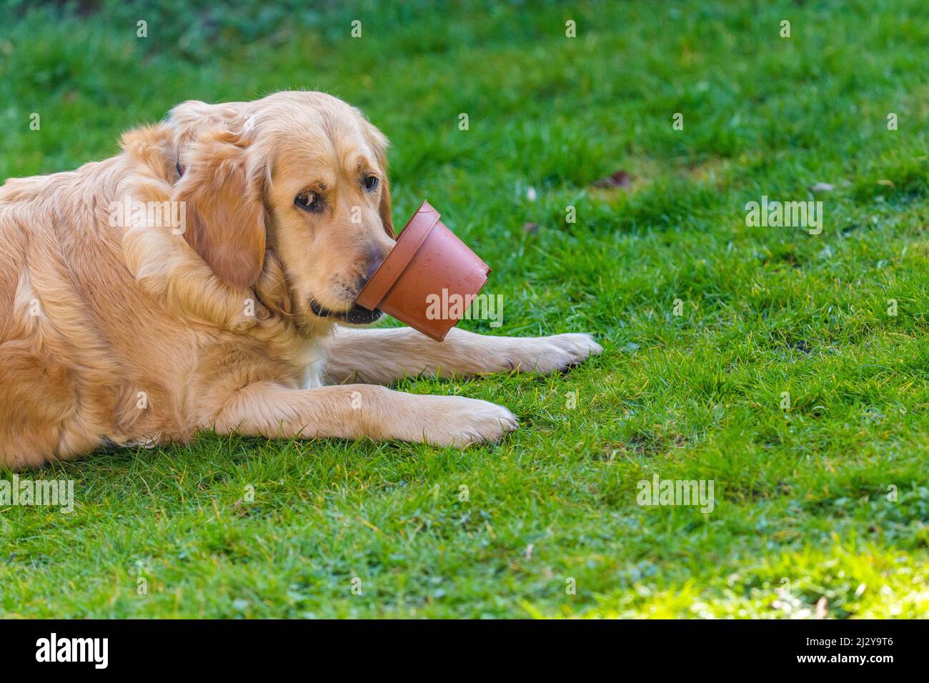 Un retriever d'or adulte jouant avec un pot de plante en plastique. Banque D'Images