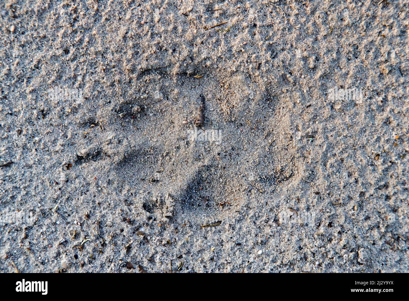 Loup gris européen / loup gris sauvage (Canis lupus) gros plan de l'empreinte / piste dans le sable meuble montrant l'empreinte des patins et des griffes numériques Banque D'Images