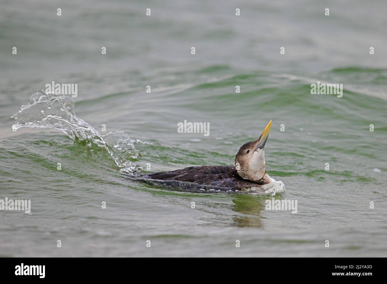 Huard à bec jaune / plongeur à bec blanc (Gavia adamsii) nageant dans l'eau de mer en hiver Banque D'Images