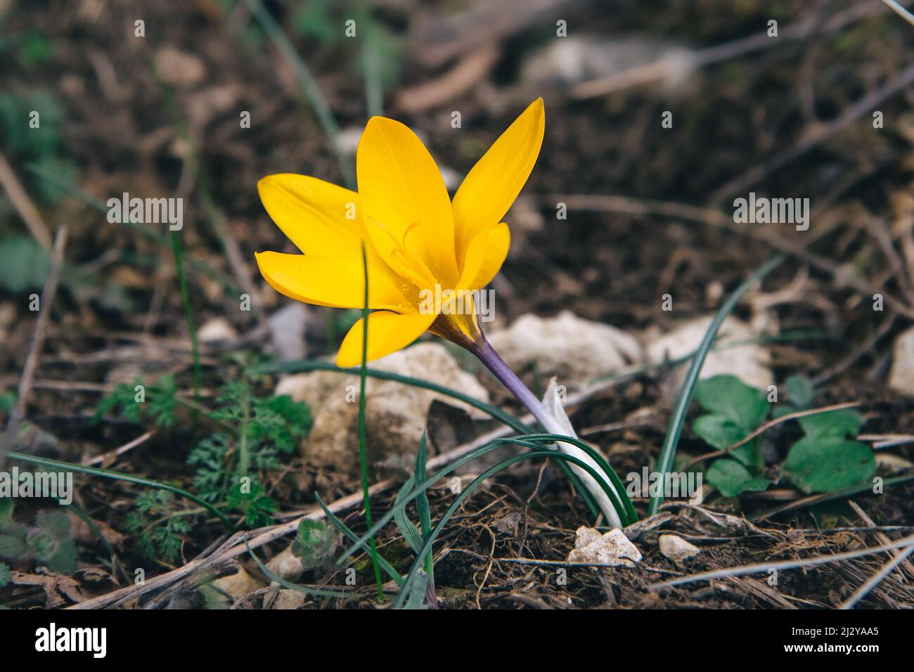 Fleur de Crocus susianus jaune au printemps Banque D'Images