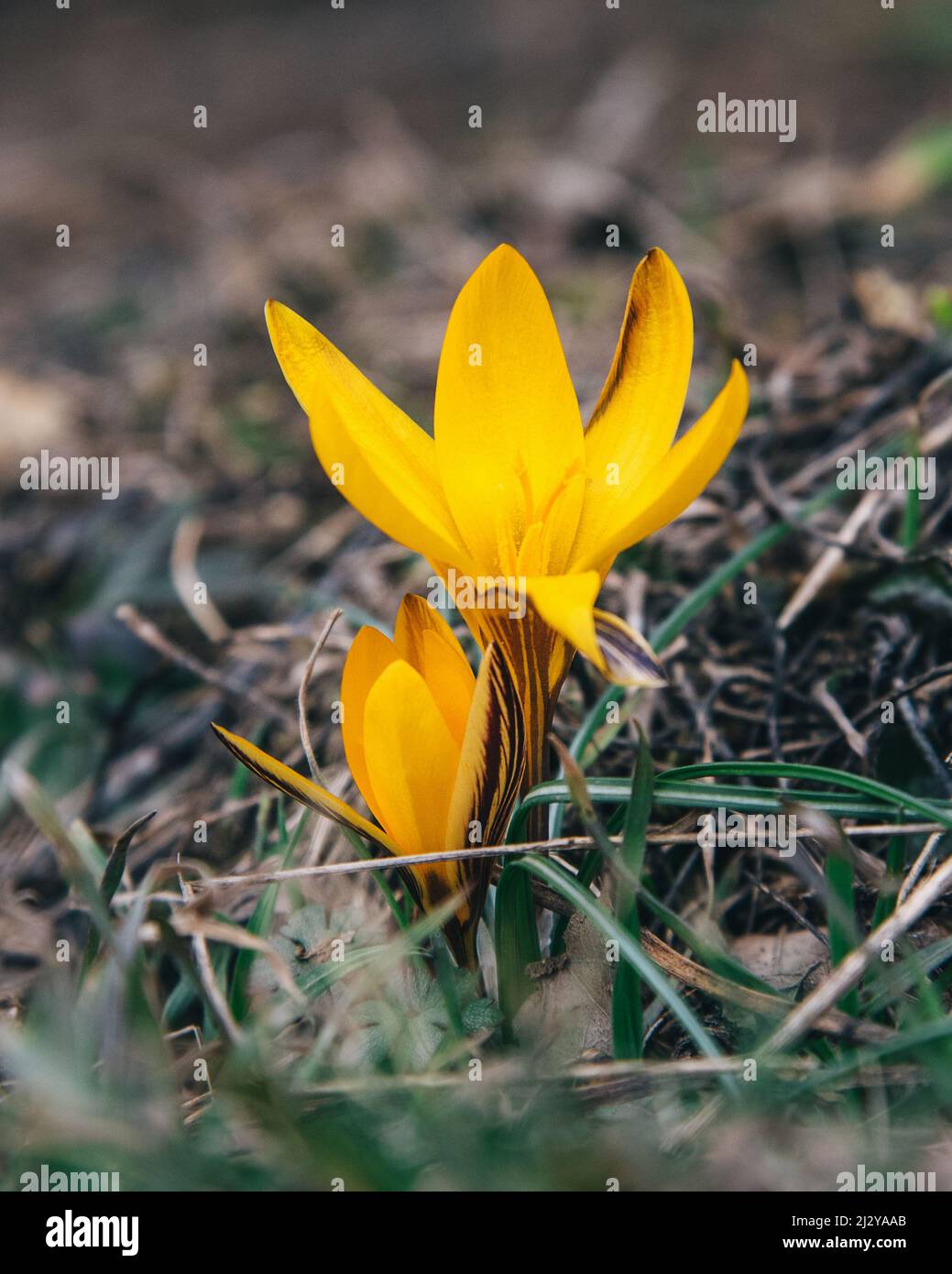 Le Crocus susianus jaune fleurit au printemps Banque D'Images