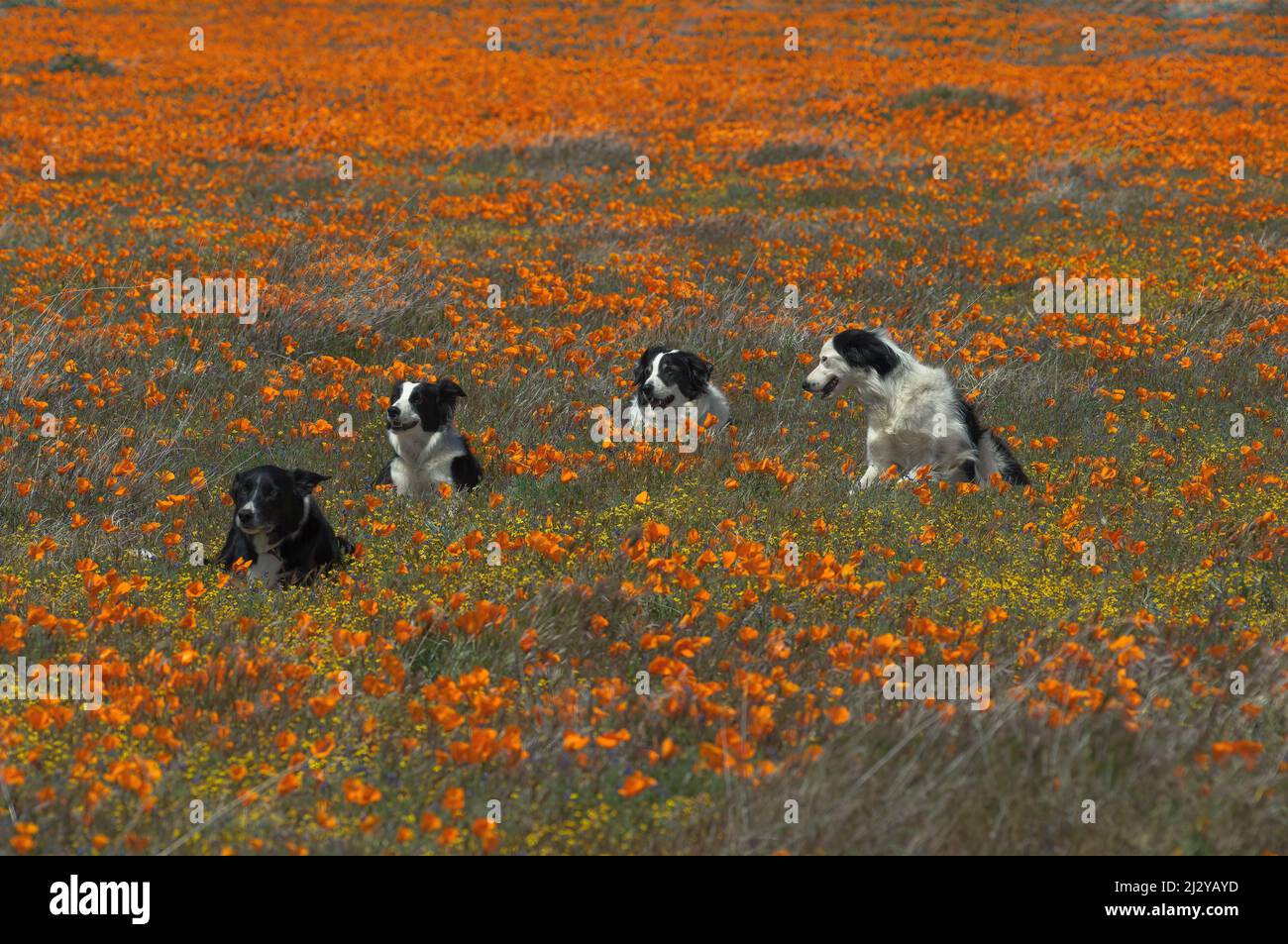 Quatre chiens Border Collie au milieu d'un champ de coquelicots d'or de Californie près de Lancaster. Banque D'Images